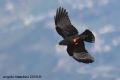 Pyrrhocorax pyrrhocorax
